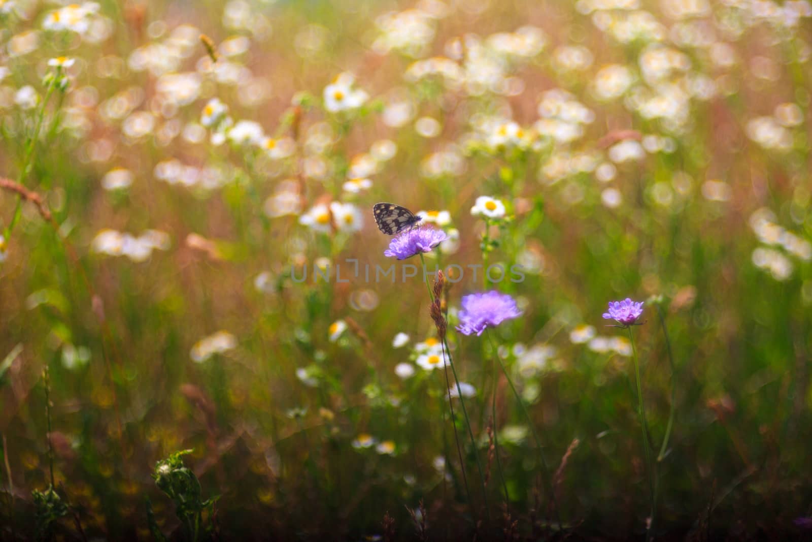 View of butterfly on countryside flowers