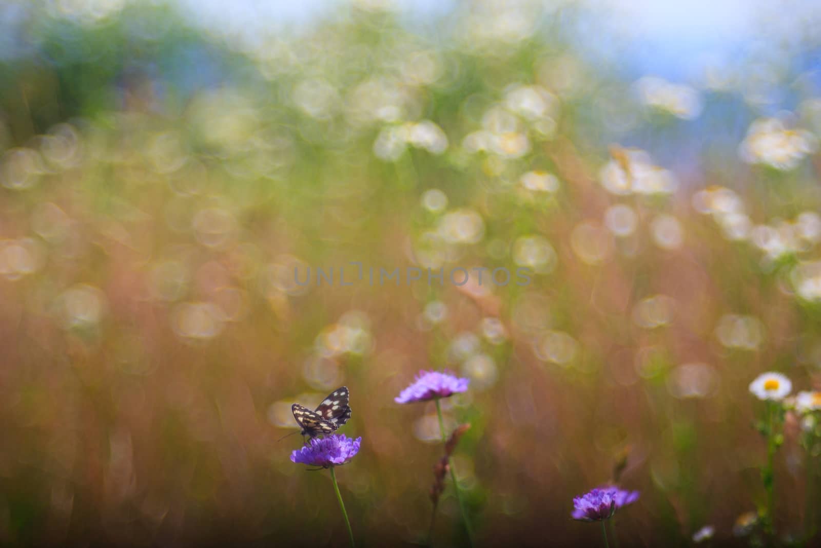 View of butterfly on countryside flowers
