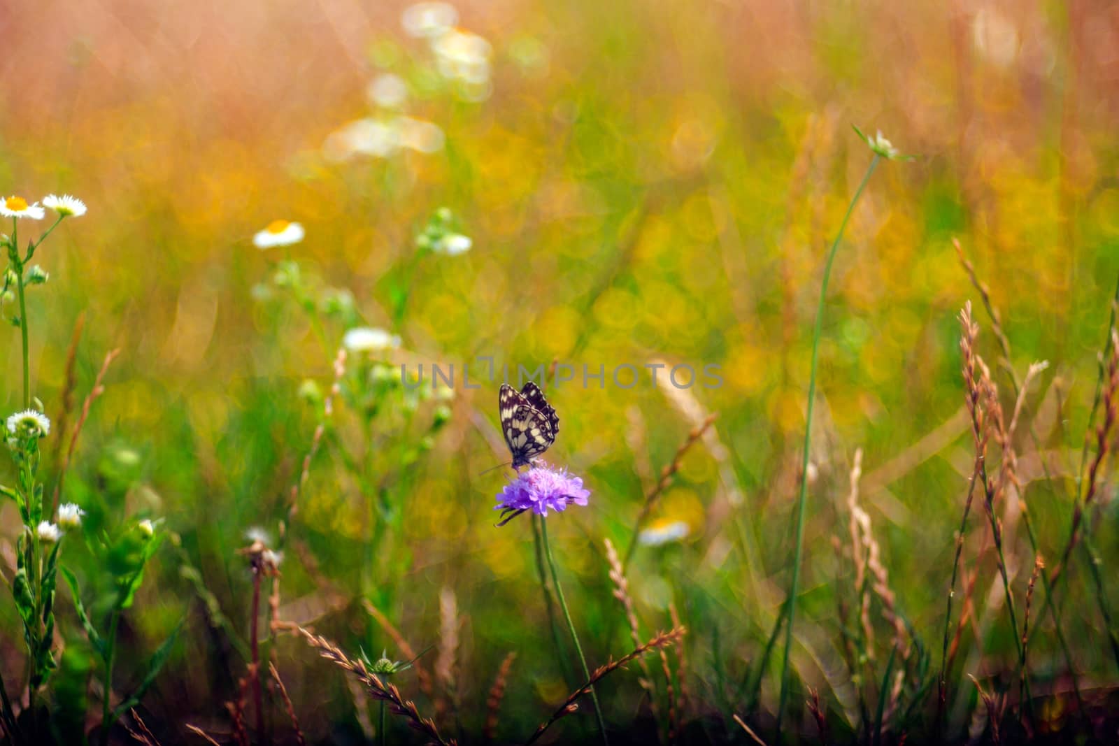 View of butterfly on countryside flowers