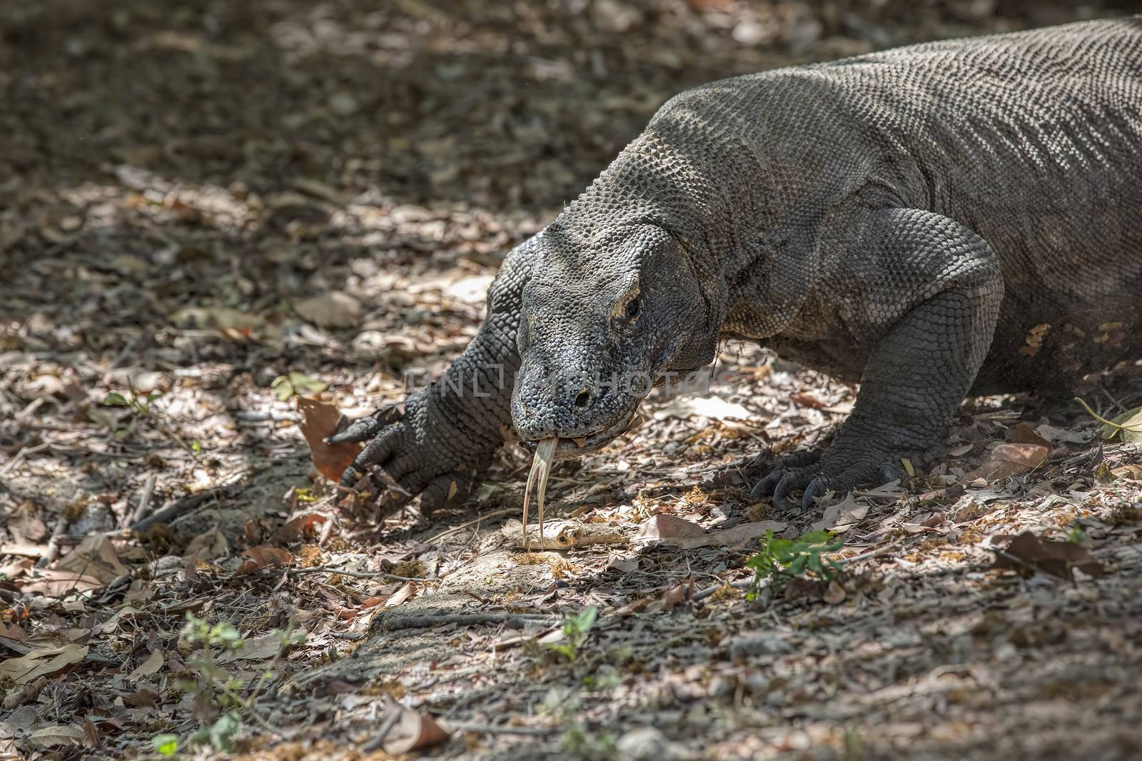 Komodo Dragon walking in the wild on Komodo Island