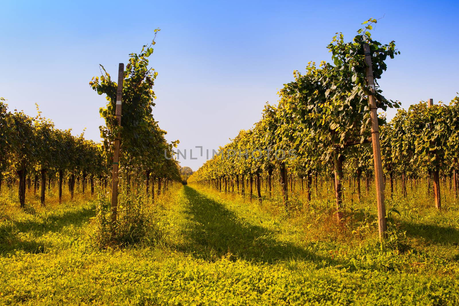 View of Italian vineyards in Friuli Venezia Giulia, Italy