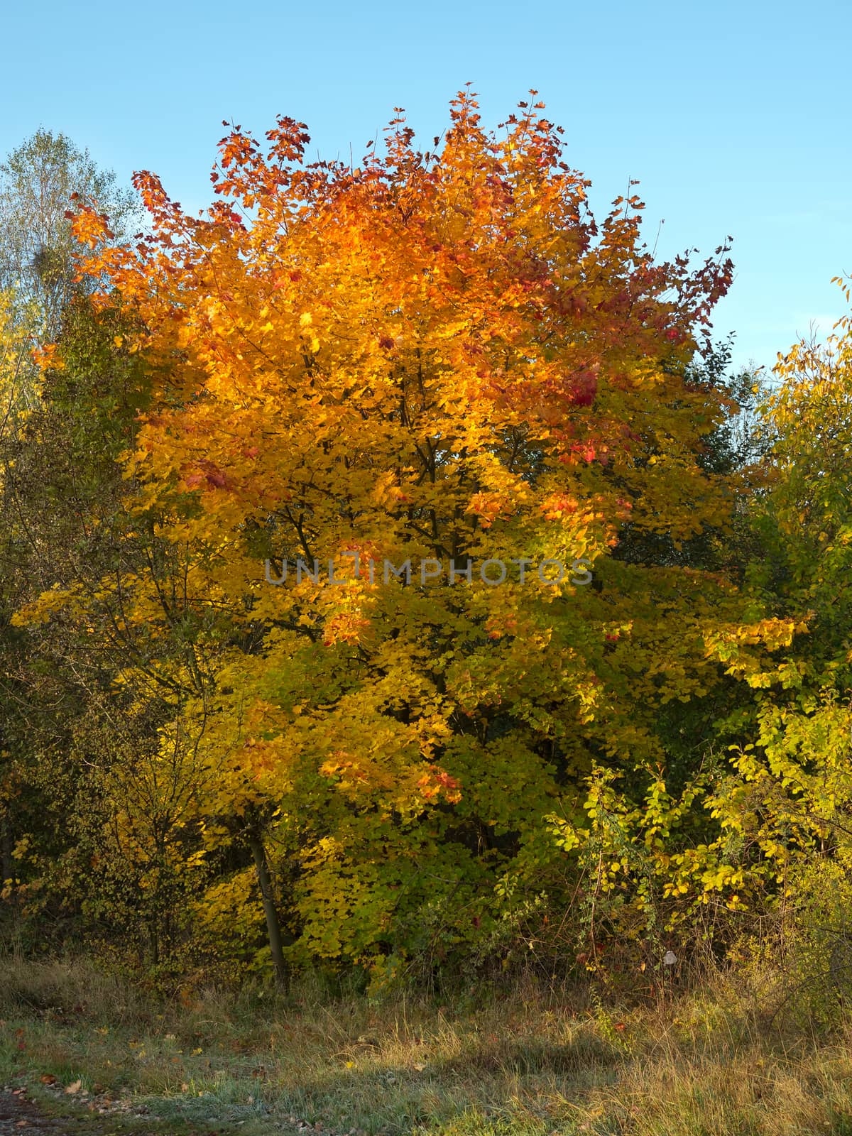 Various autumn trees - autumn colors