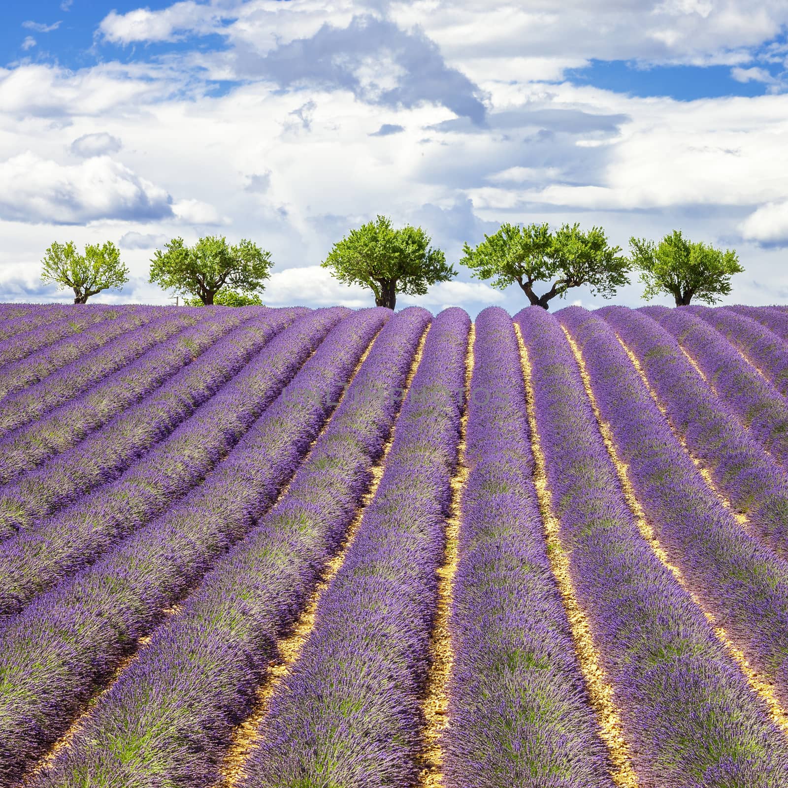 Lavender field with cloudy sky, France, Europe
