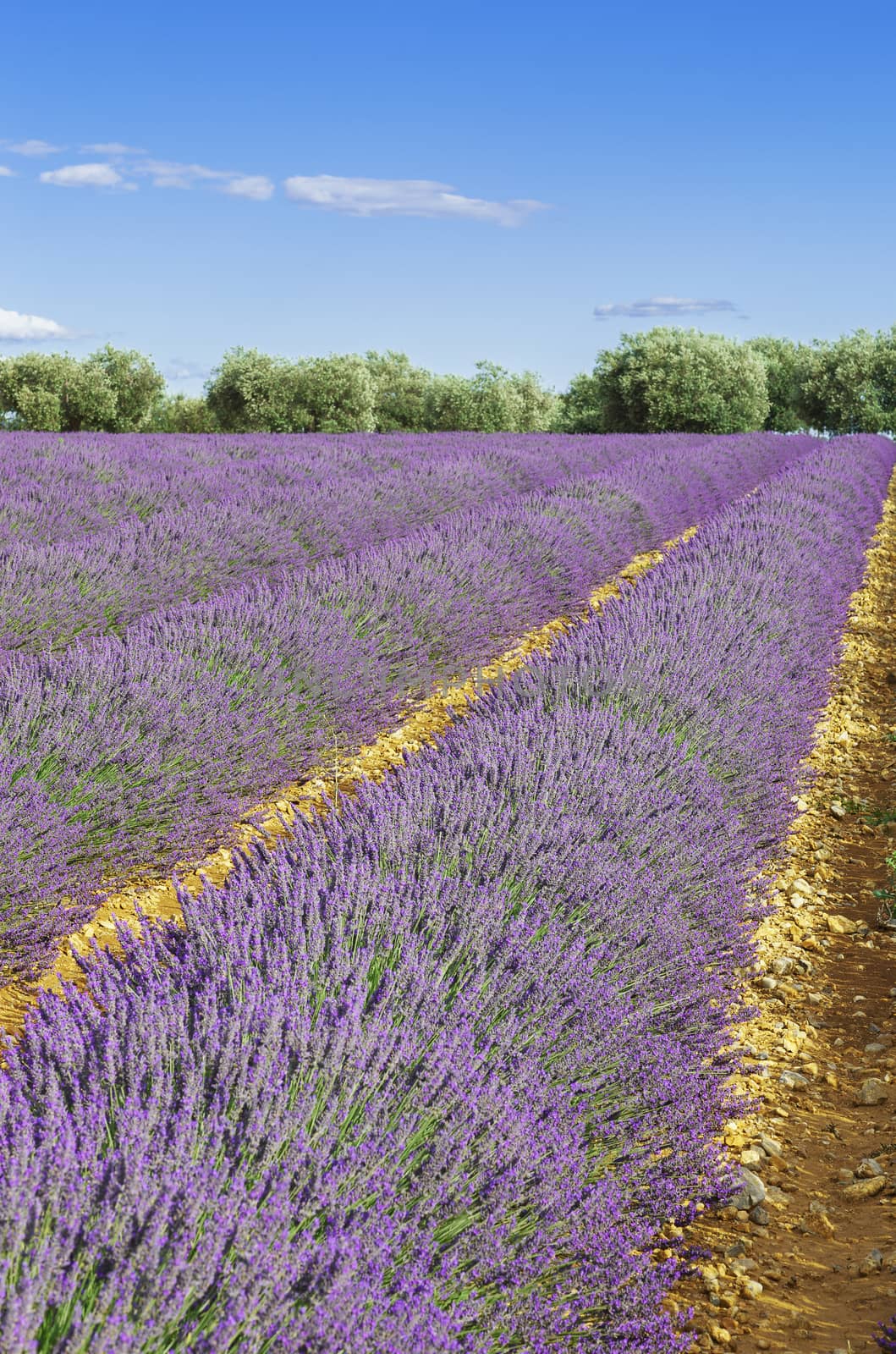 Lavender field with blue sky, France, Europe