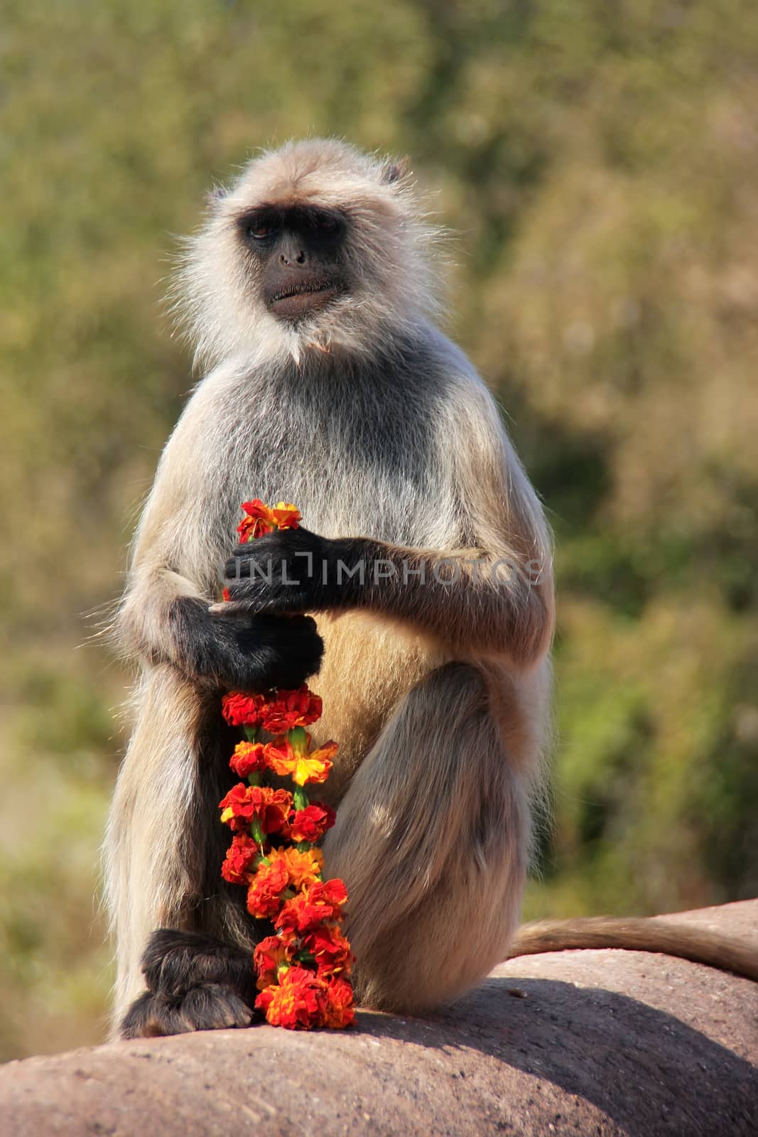 Gray langur (Semnopithecus dussumieri) sitting with flowers at Ranthambore Fort, Rajasthan, India