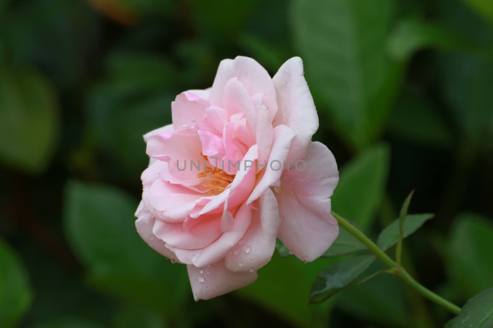 The pink rose is blooming.There is the beautiful natural.