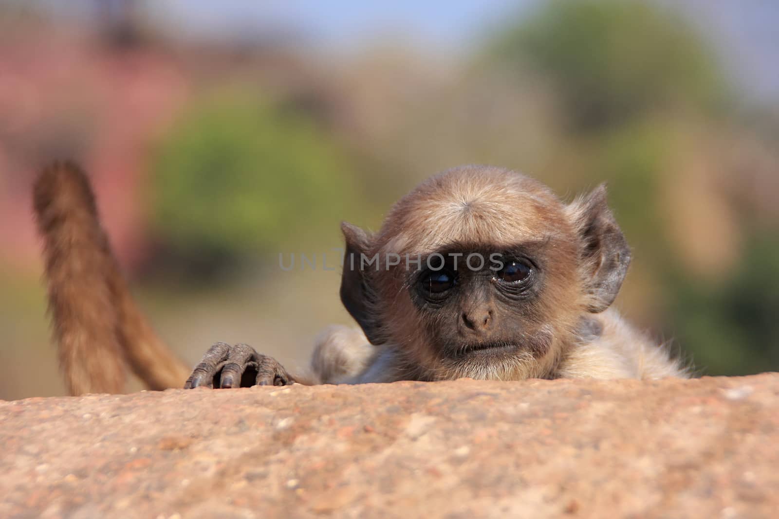 Baby Gray langur (Semnopithecus dussumieri) playing at Ranthambore Fort, Rajasthan, India