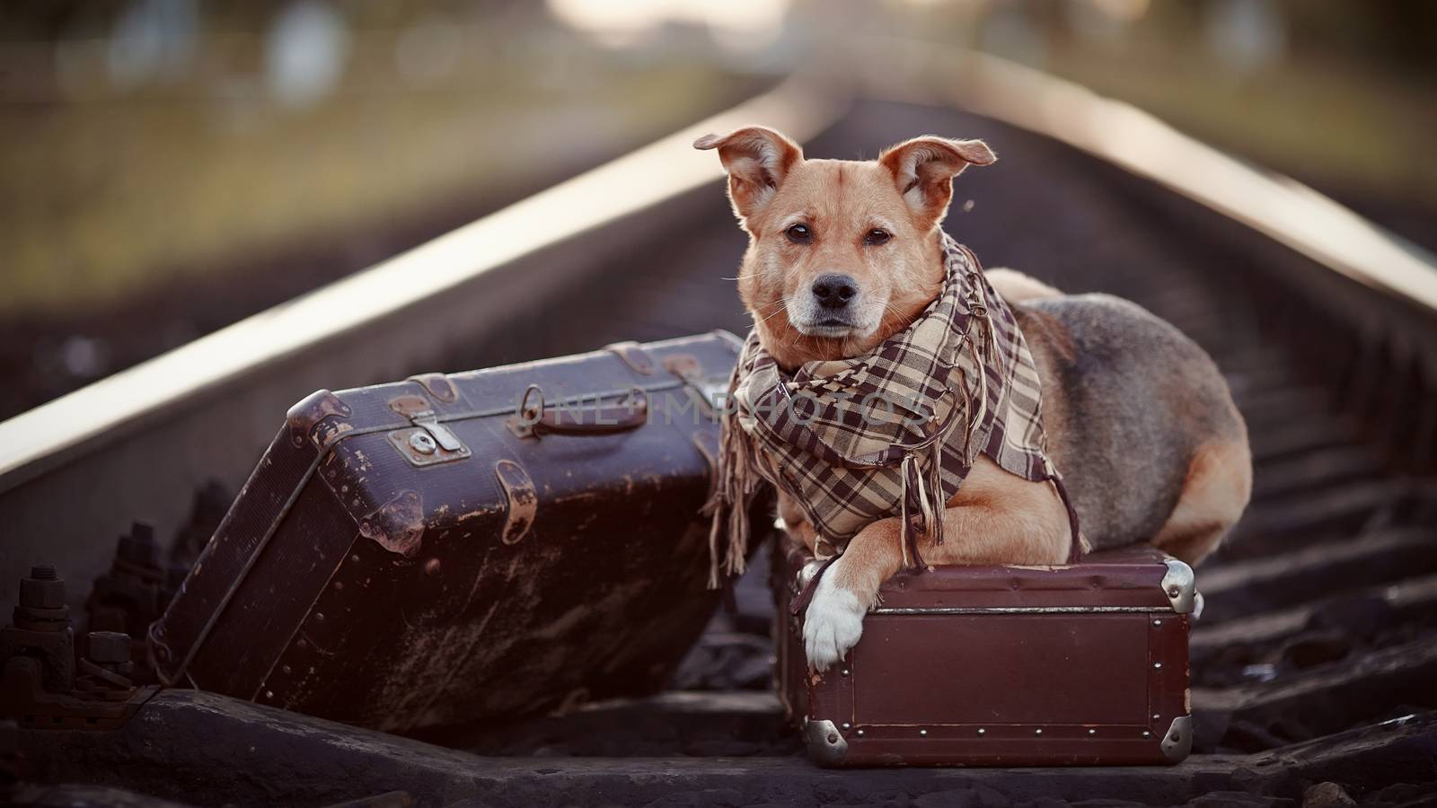 Dog on rails with suitcases. The dog looks for the house. The dog waits for the owner. The lost dog. Mongrel on the road. Dog on rails. Dog with suitcases. Not purebred dog on the road. Traveler. Vagrant dog. Tramp.