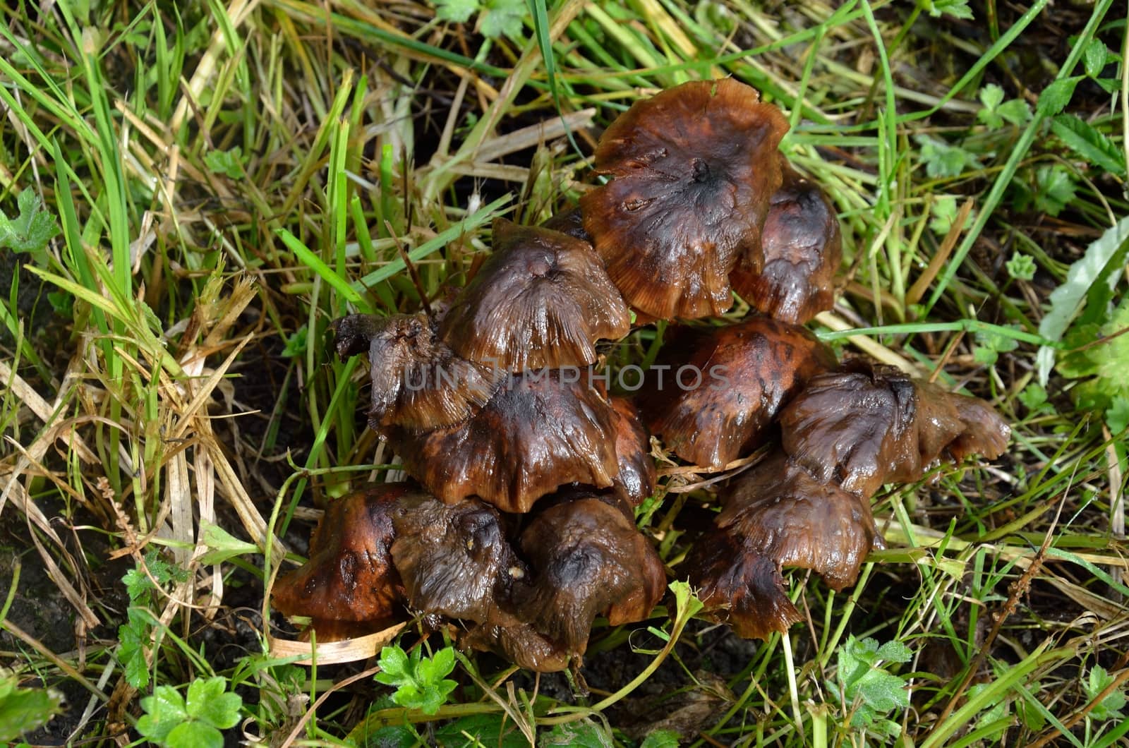 Brown Funghi Clump by pauws99