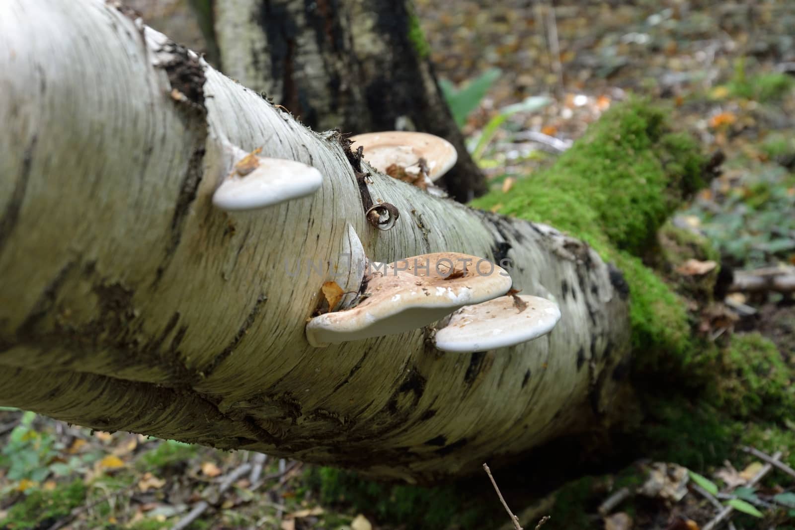 Tree Growing Funghi by pauws99