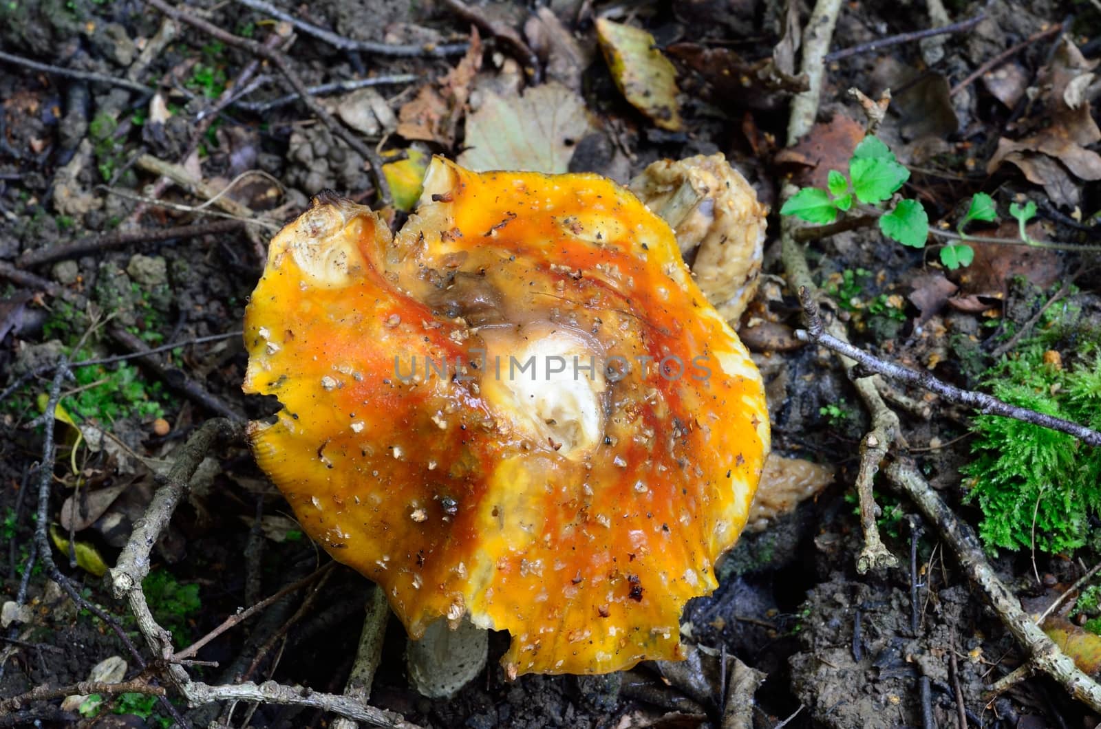 Decaying orange mushroom