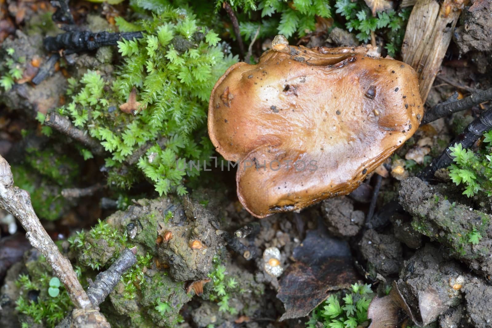Small brown fungus in forest