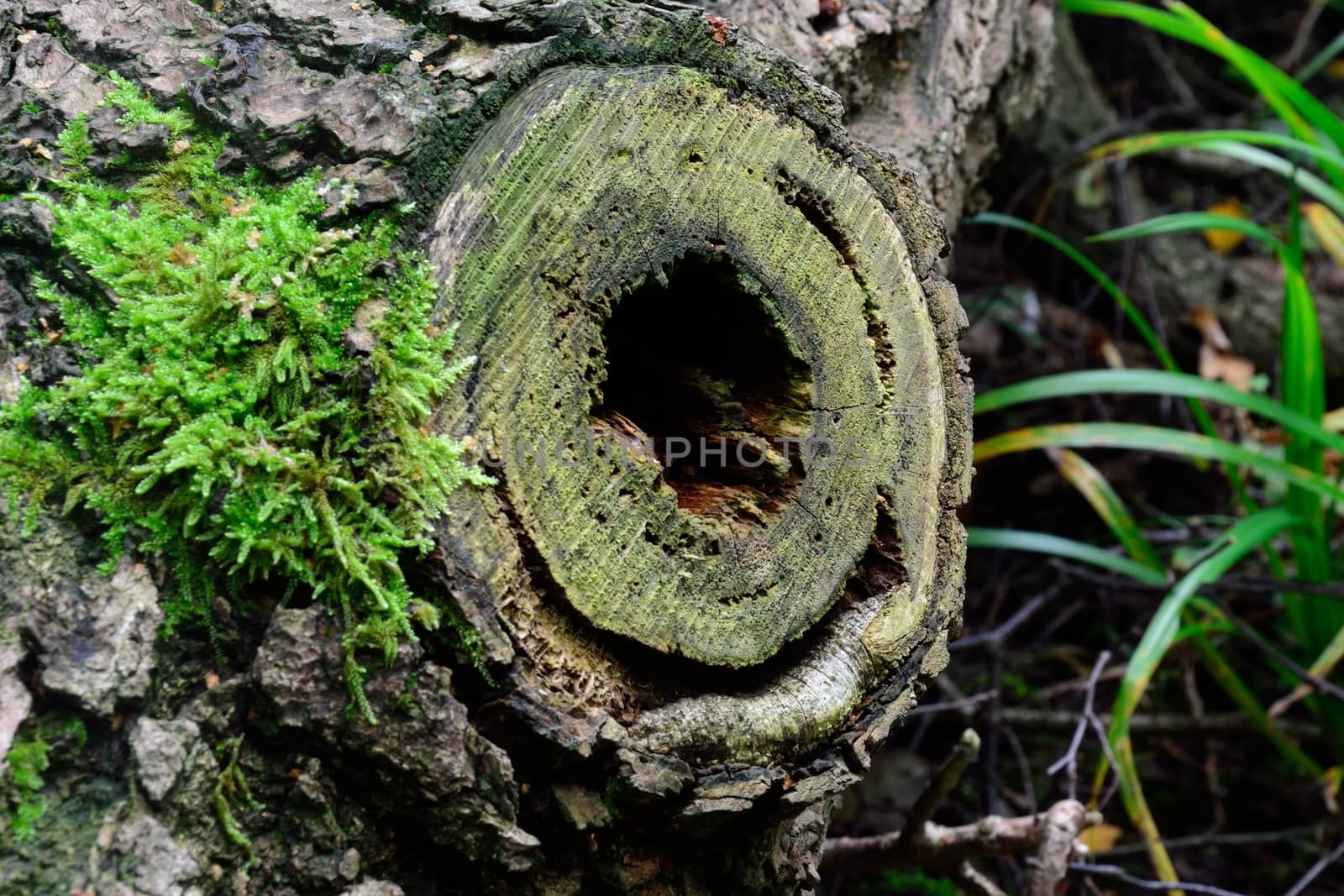 tree trunk and hole