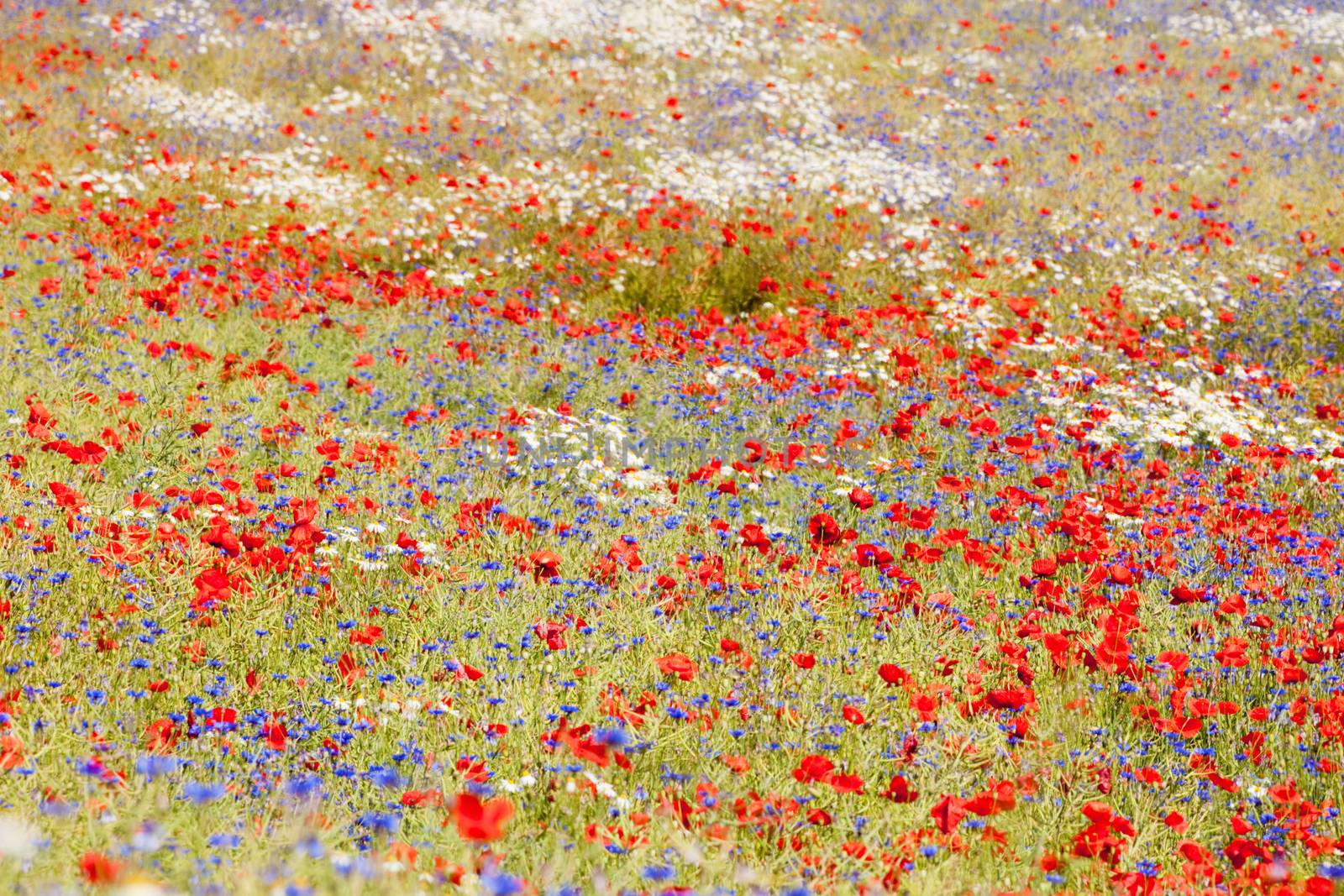 abundance of blooming wild flowers on the meadow at spring time