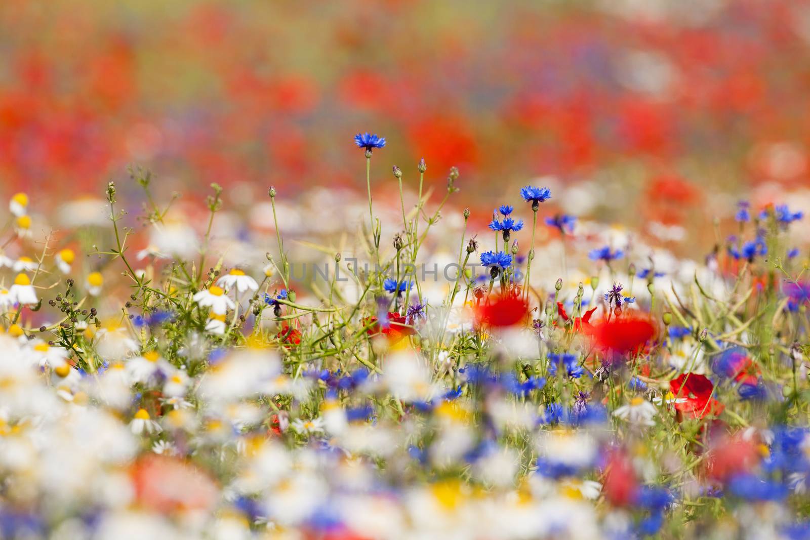 abundance of blooming wild flowers on the meadow at spring time