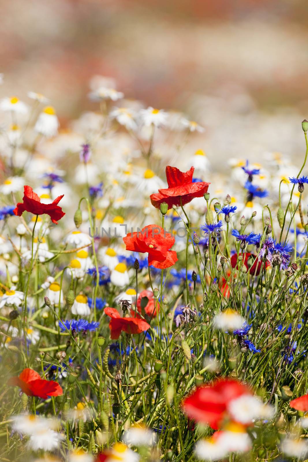 abundance of blooming wild flowers on the meadow at spring time