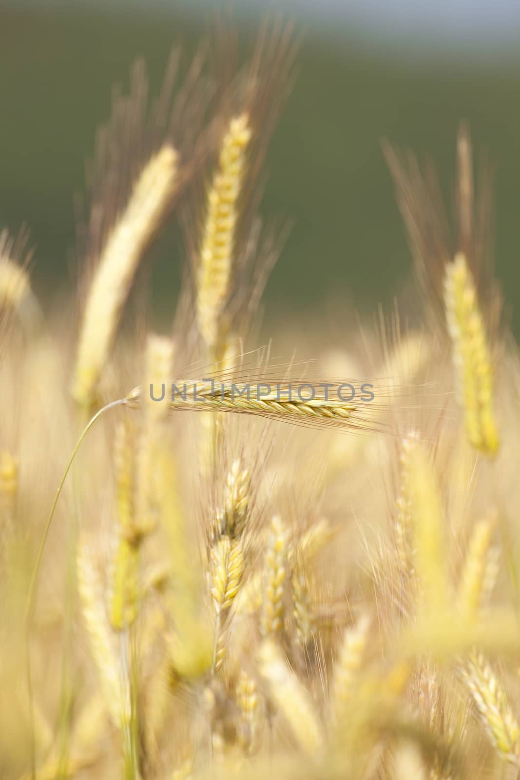 field of rye by courtyardpix