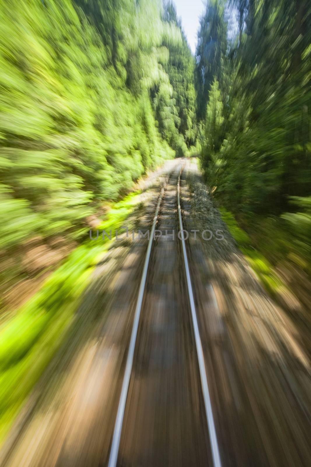View of narrow gauge railroad track from rear window of train riding through forest