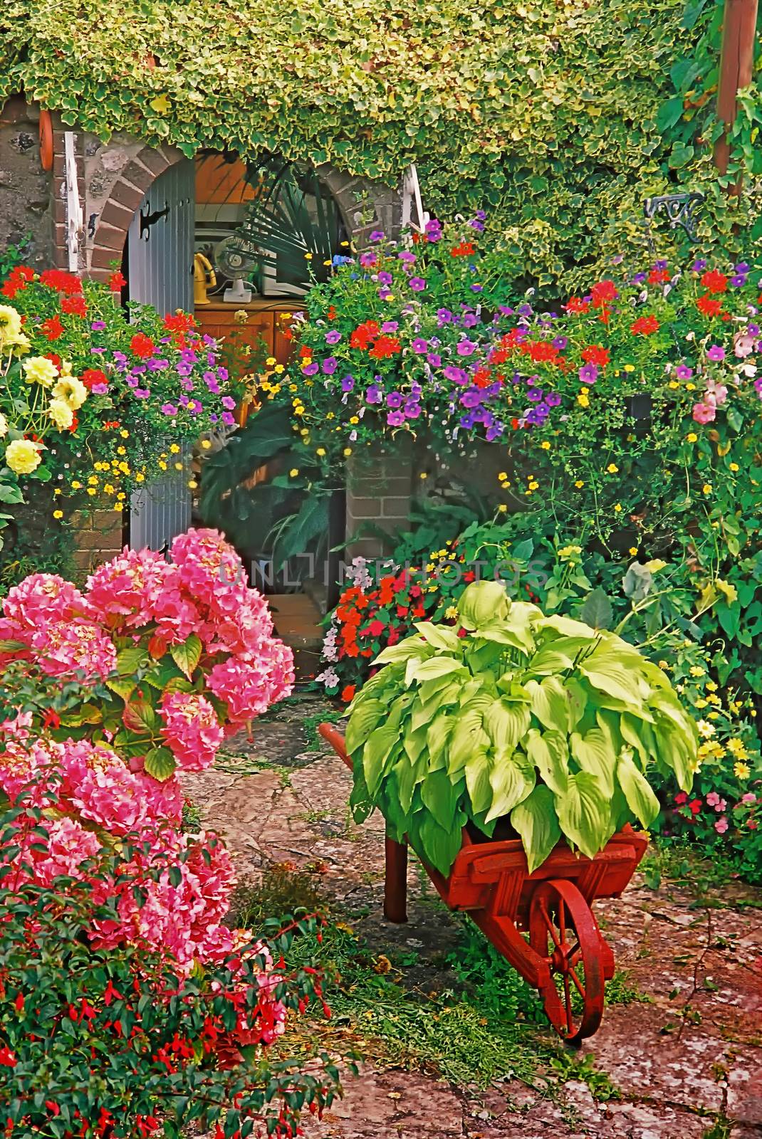 Down by the potting shed a gardener has produced a beautiful floral display.