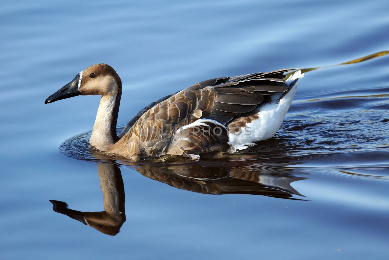 Swan goose, Anser cygnoides, and its reflection on a lake