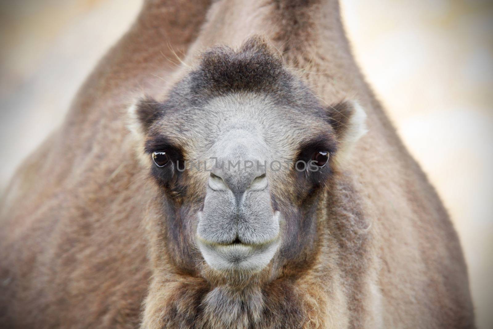 Portrait of a Bactrian camel, Camelus bactrianus, looking at camera