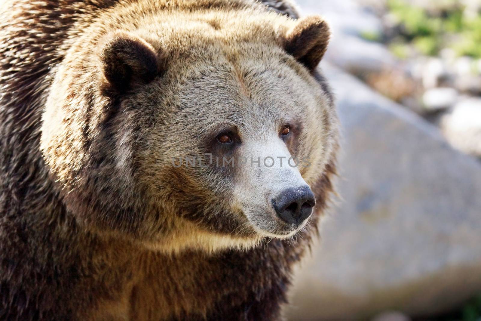 Portrait of a big grizzly brown bear, Ursus arctos horribilis