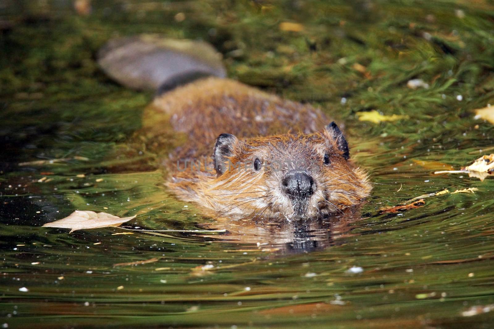Swimming beaver by Mirage3
