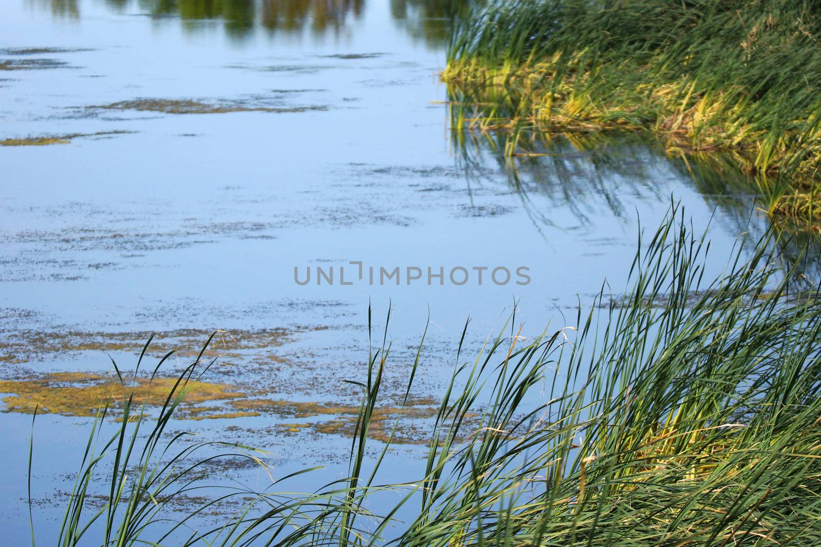 Edge of a pond with green reeds