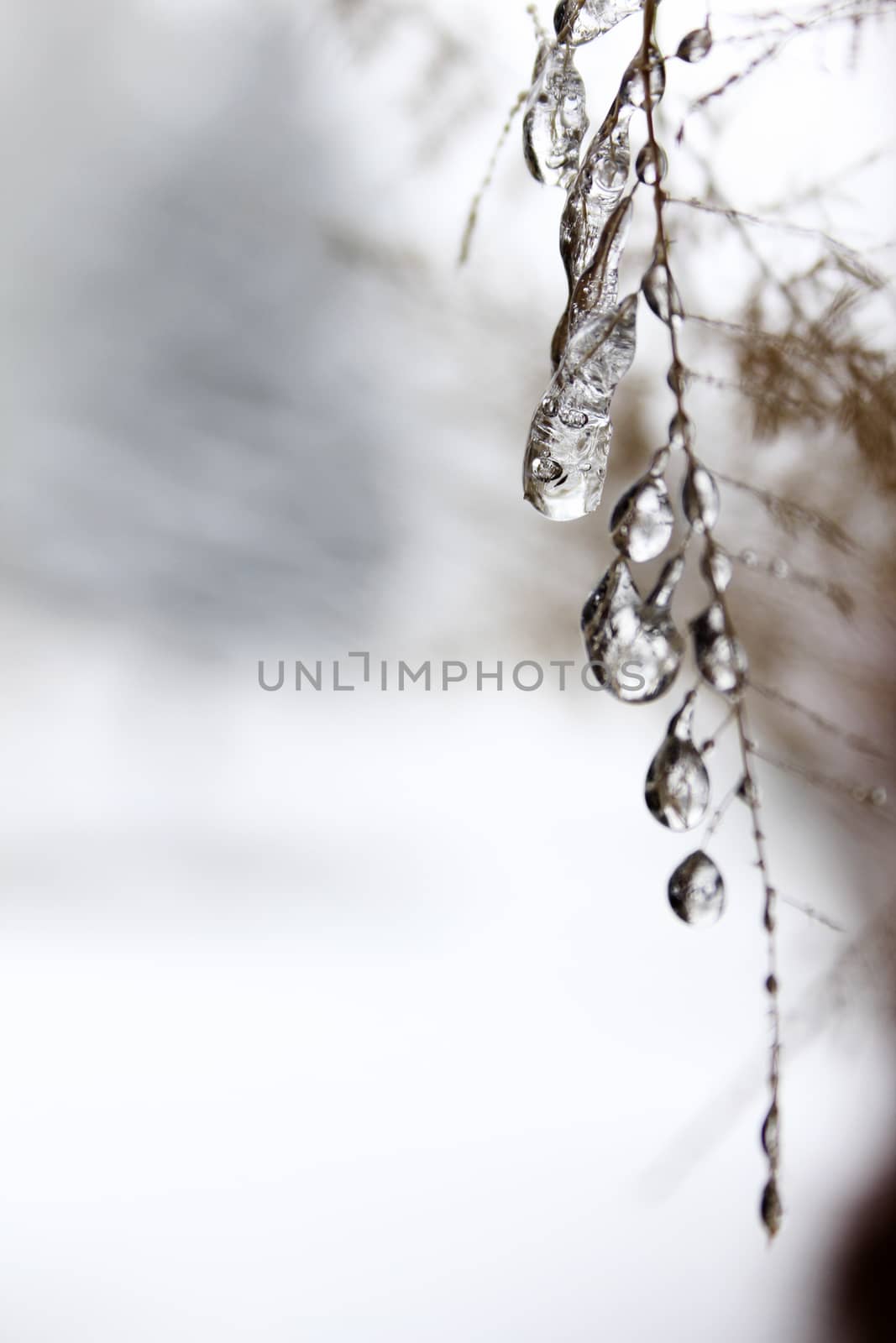 Frozen droplets on a twig during cold winter months