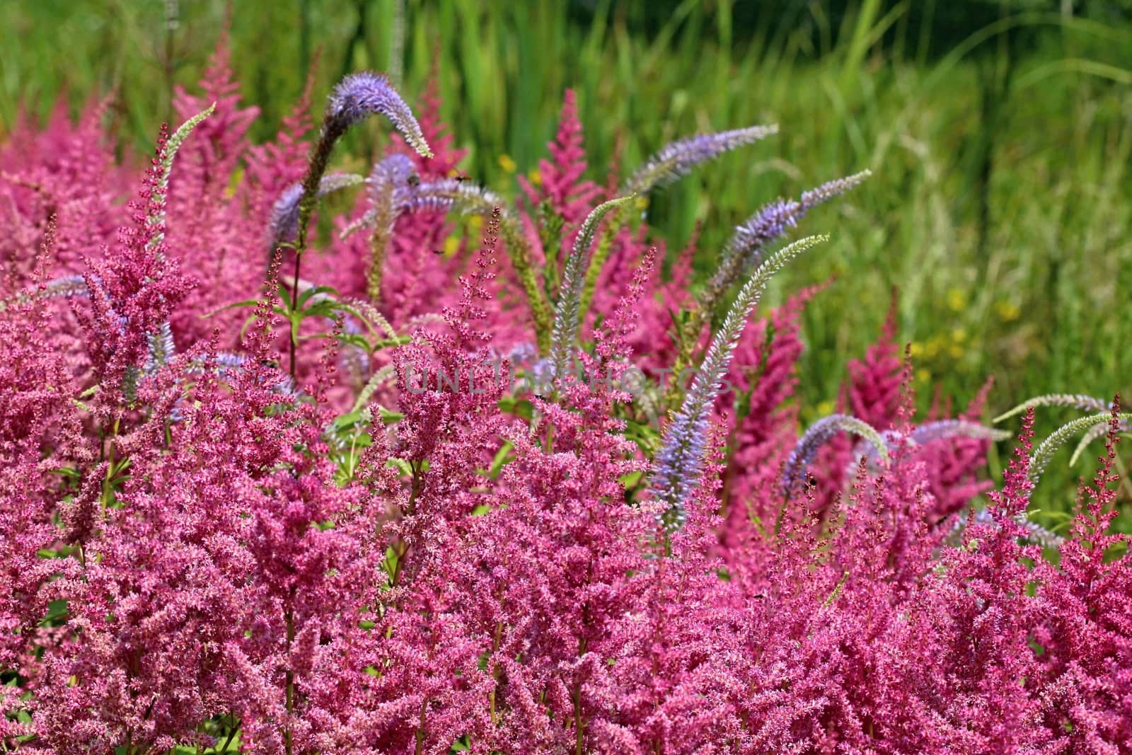 Photo shows details of colourful flowers in the garden.