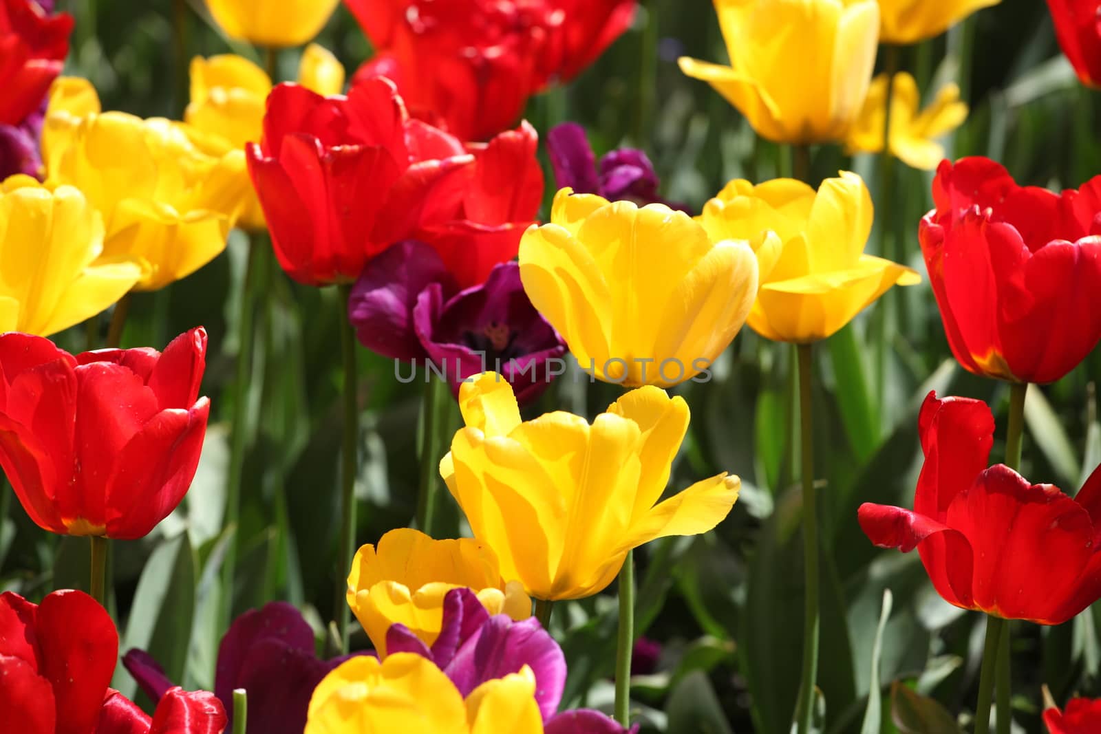 Colorful tulips in Amsterdam, Netherlands.