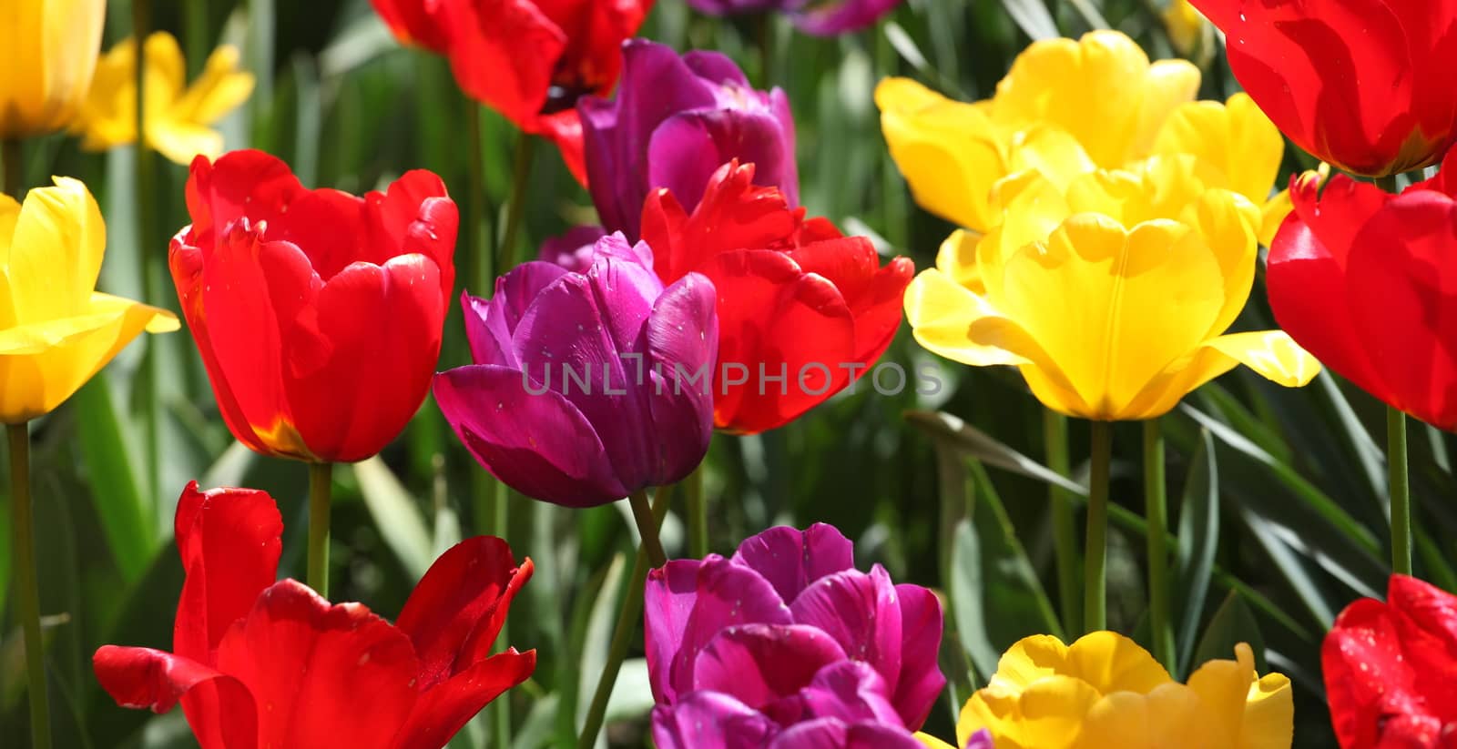 Colorful tulips in Amsterdam, Netherlands.