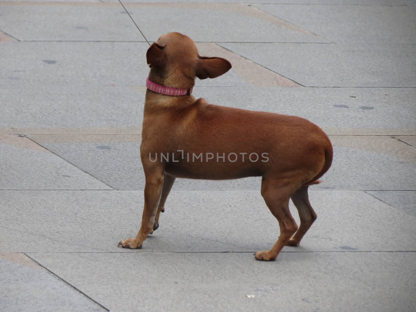 Chihuahua dog purebred with leash in a urban context