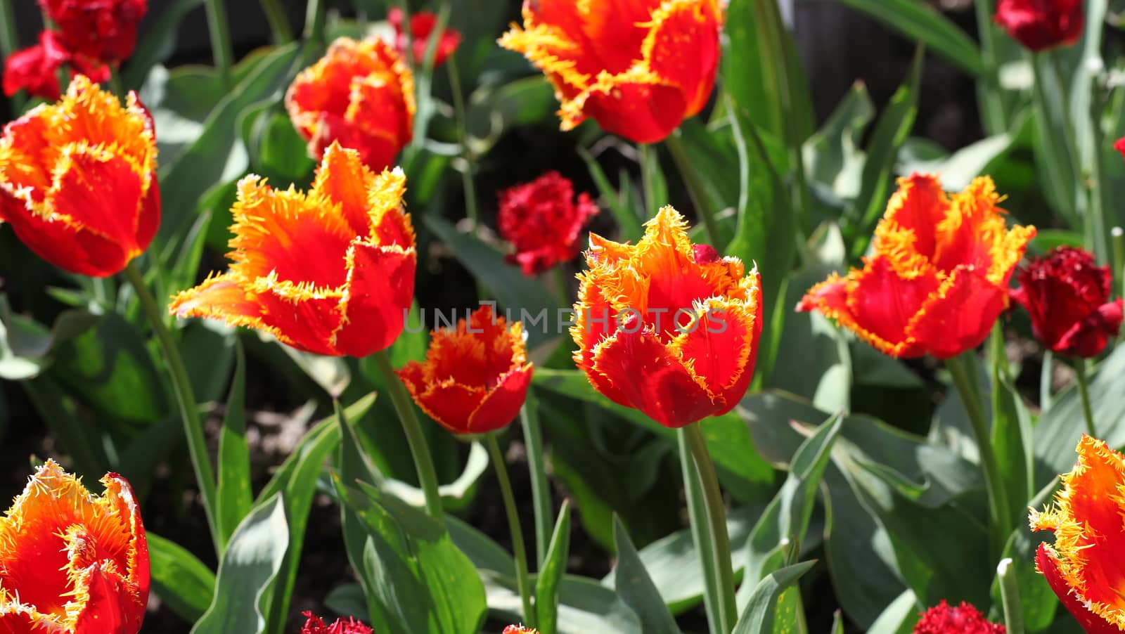 Amsterdam tulips. by oscarcwilliams