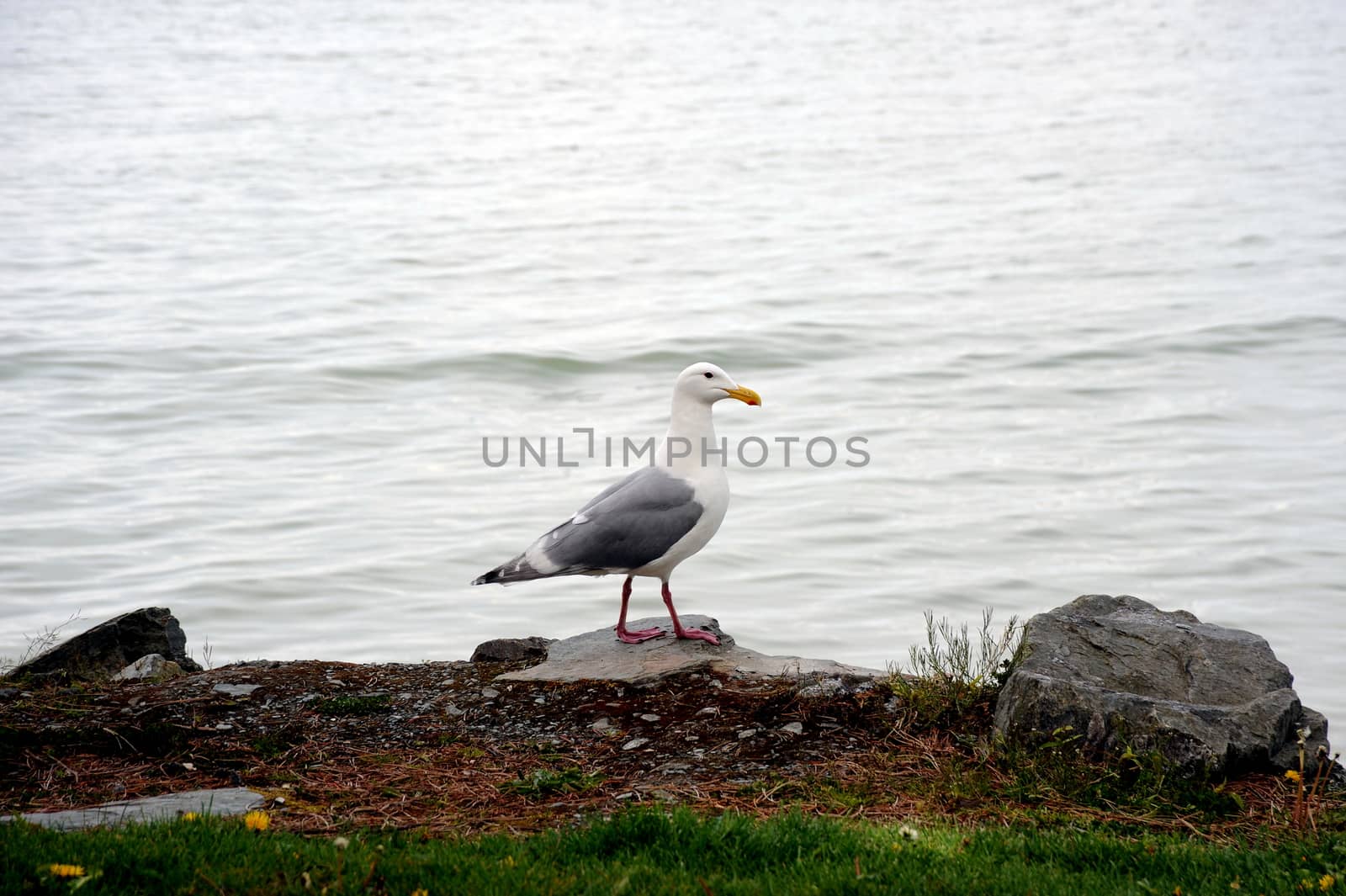 Seagull standing along the waterfront.
