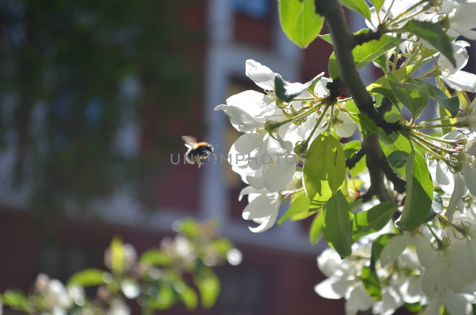 Spring in Oslo, Norway