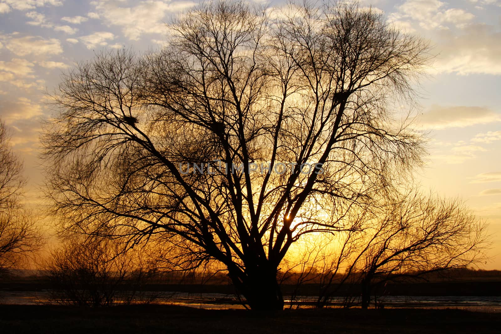 big branchy tree ashore on sunset