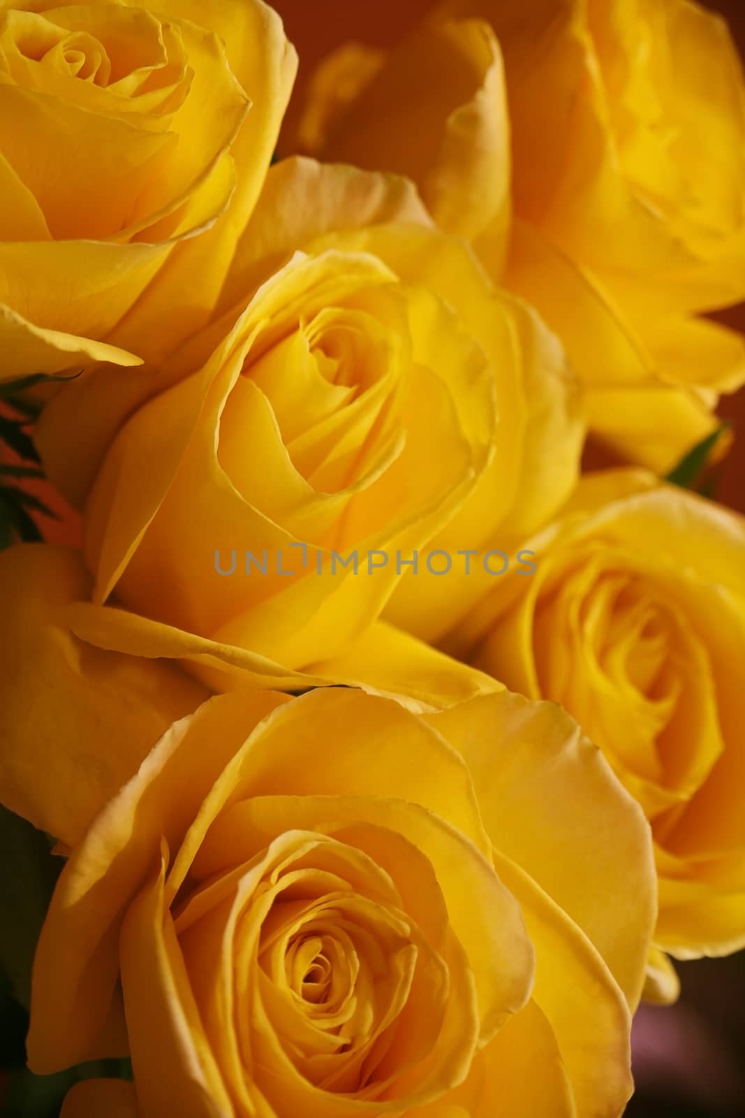 Bouquet bright beautiful yellow roses