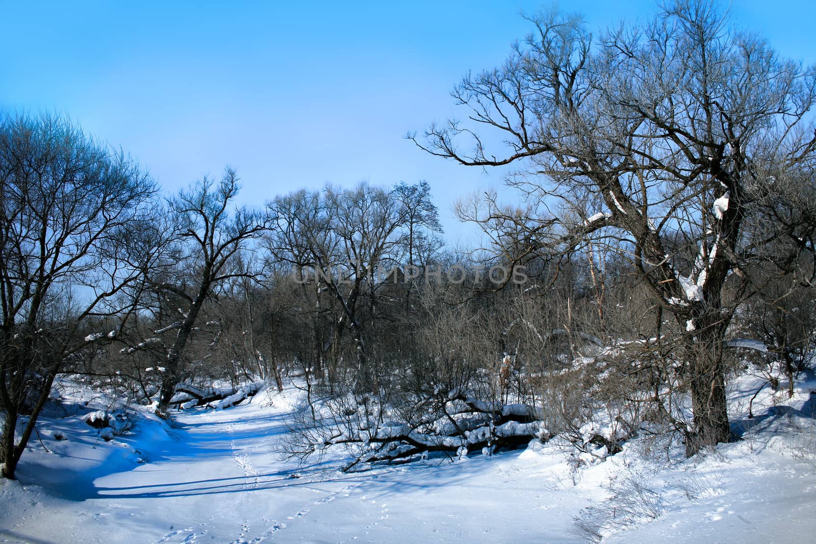 Beautiful winter landscape by yurii_bizgaimer