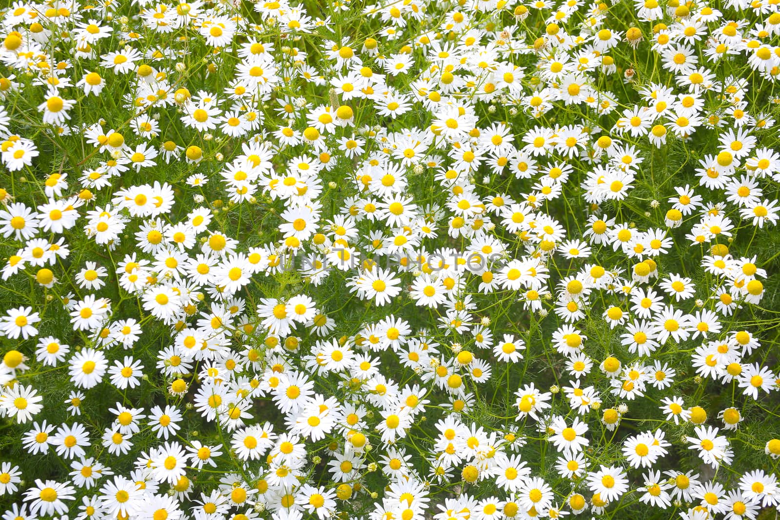 Background from white blossoming camomiles