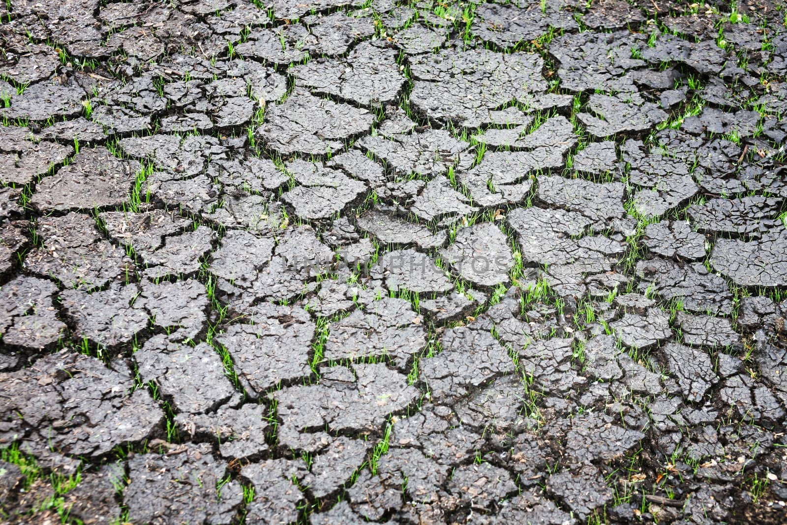 Dry ground with cracks and green grass