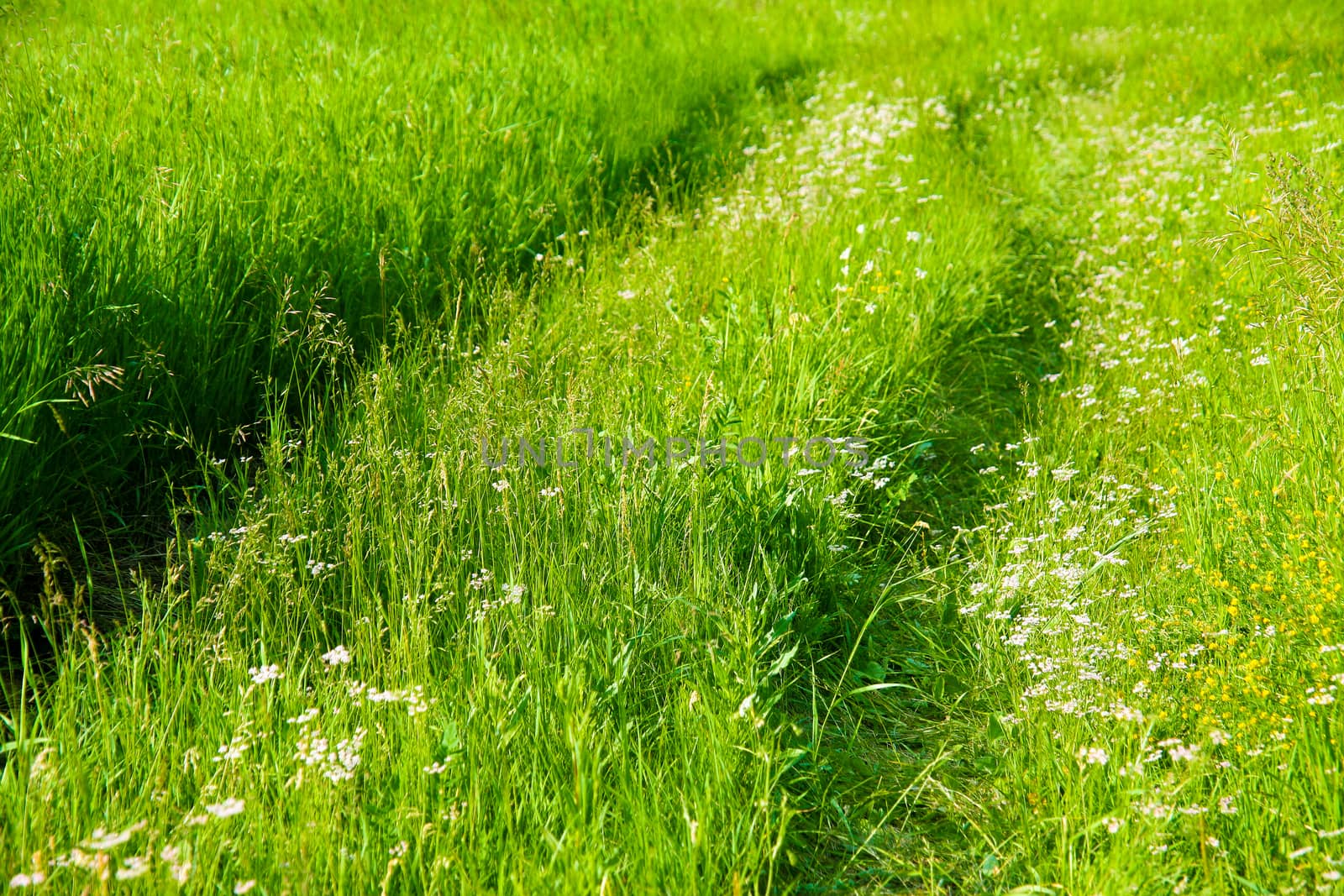 Meadow with  green grass shined with the sun