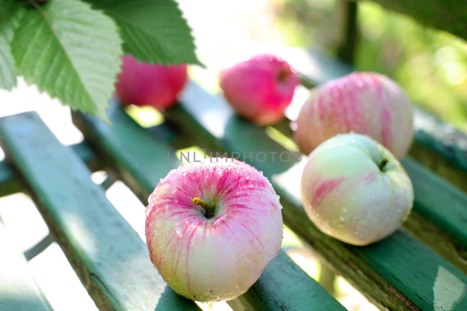 Ripe wet apples on bench by yurii_bizgaimer
