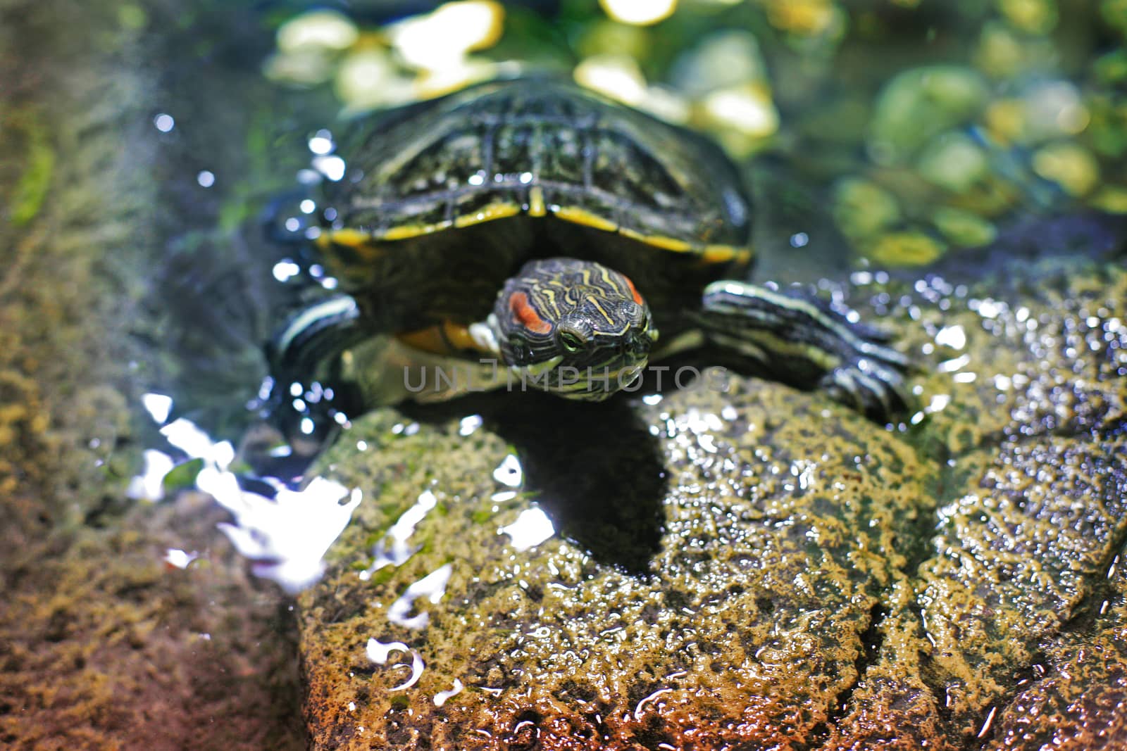 Turtle on stones near water ashore