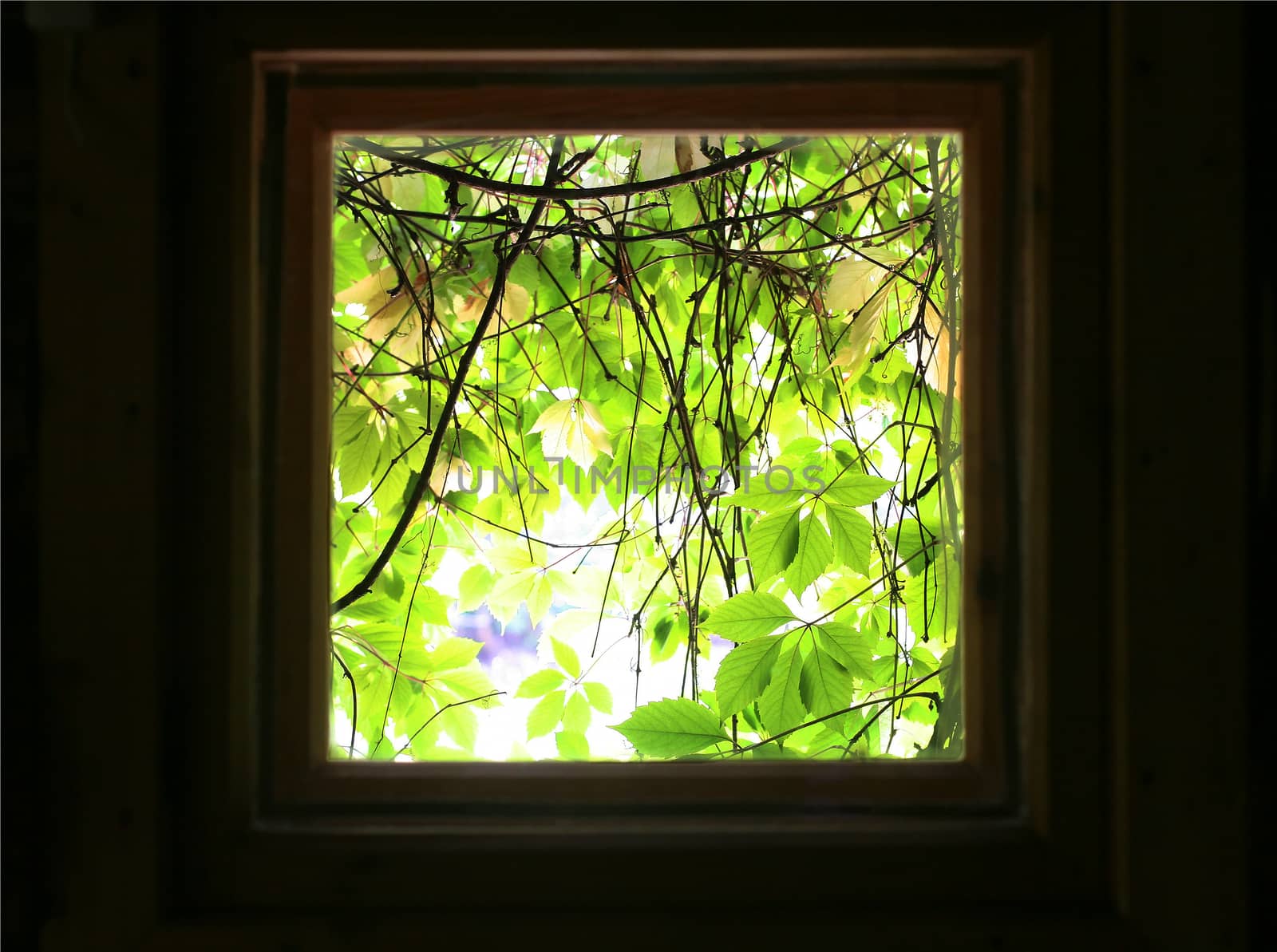  Kind on green leaves from window of dark room. by yurii_bizgaimer