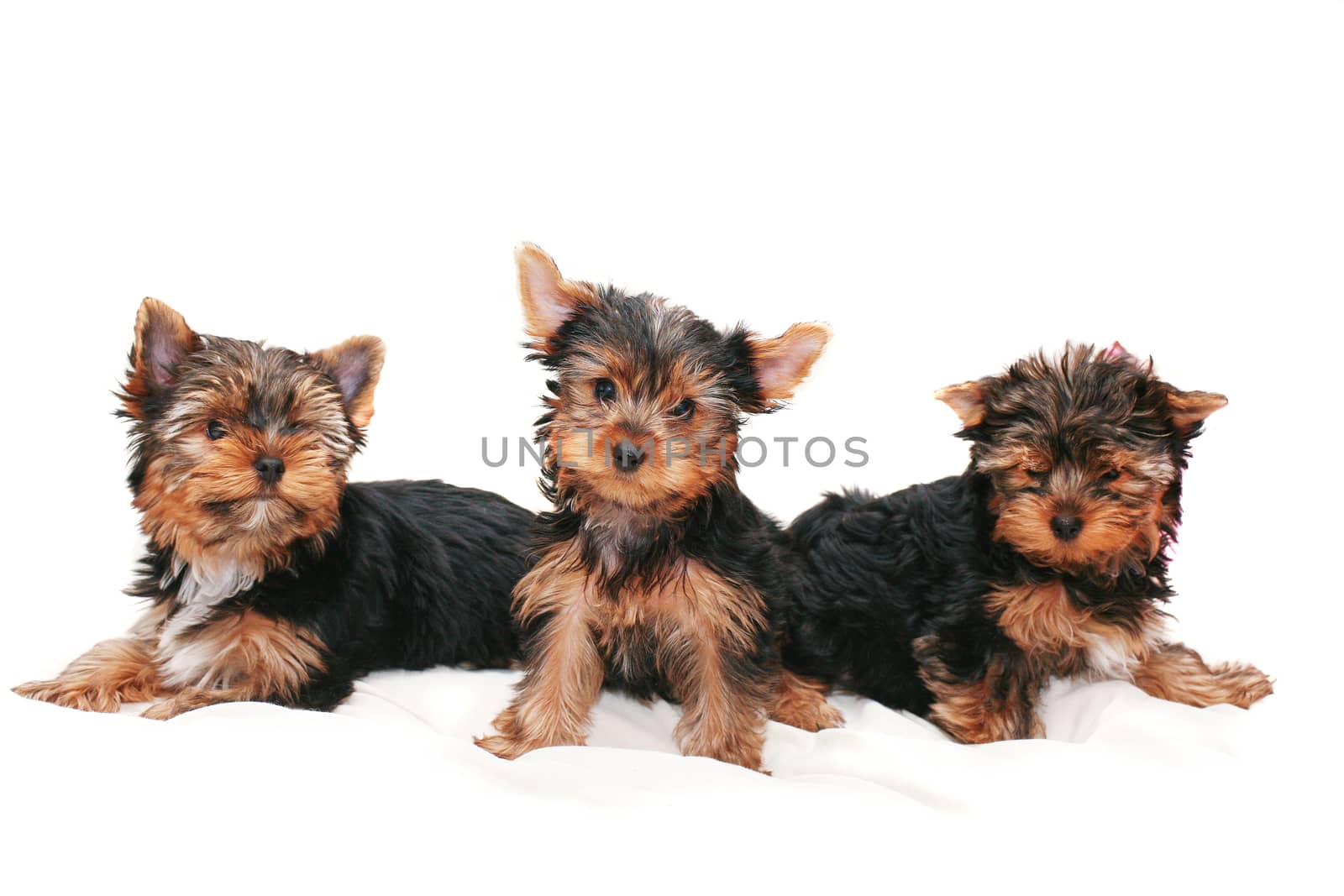 Three beautiful amusing puppies of  terrier on  white background
