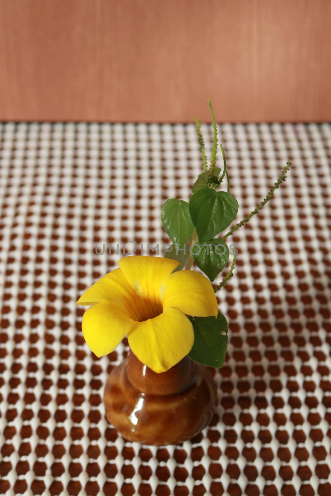 allamanda cathartica in the small vase by kaidevil