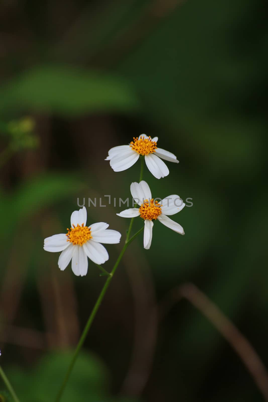 Bidens pilosa is the biennial plant and weeds.They have white colour.