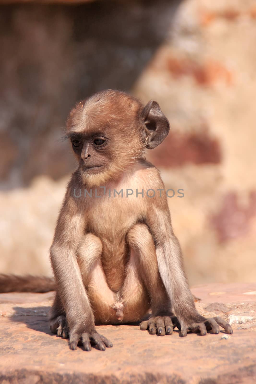 Baby Gray langur (Semnopithecus dussumieri) playing at Ranthambore Fort, Rajasthan, India