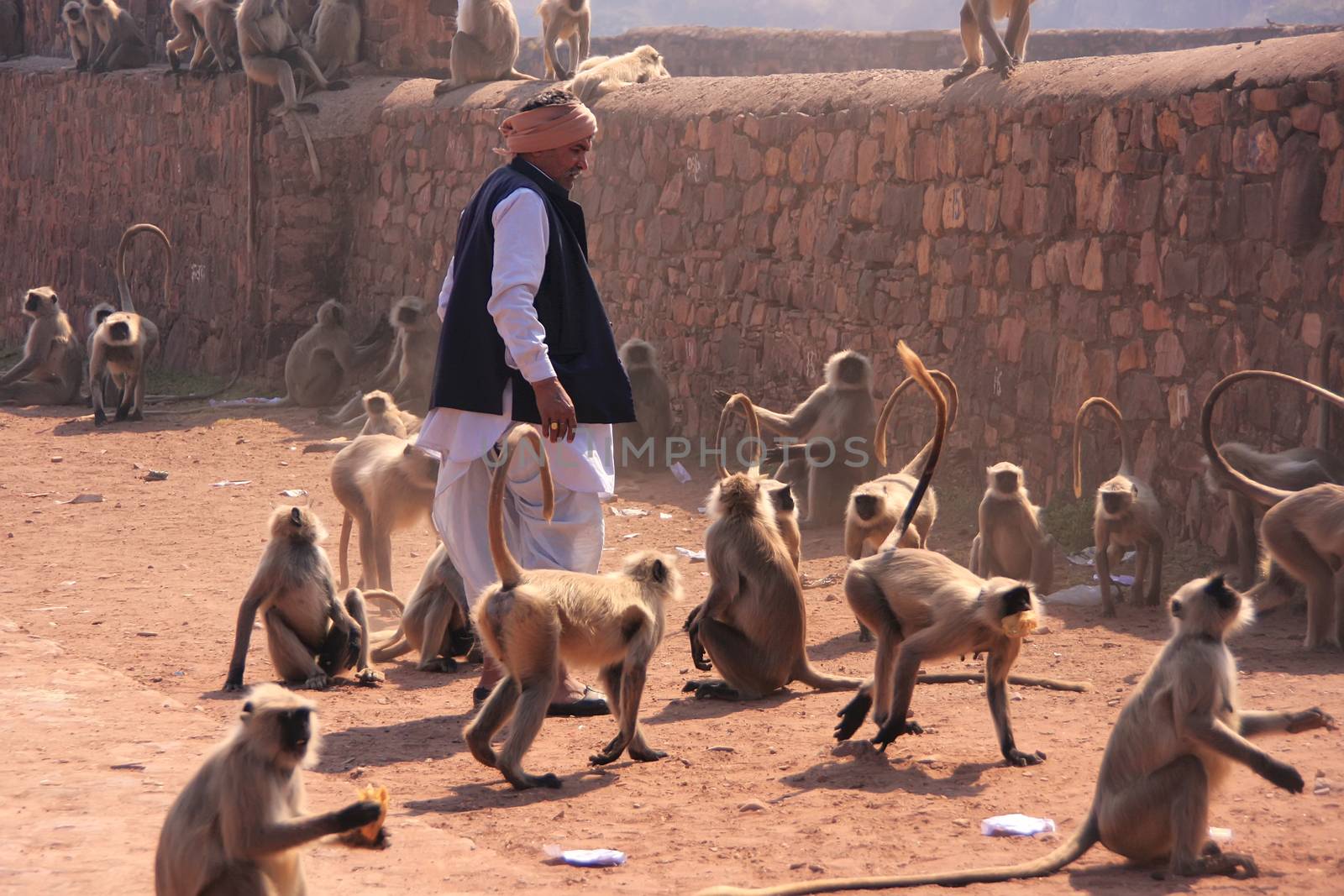 Indian man standing near gray langurs at Ranthambore Fort, Rajasthan, India